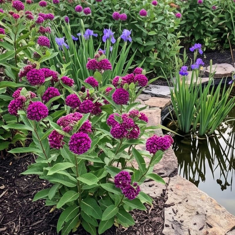 2 Purple Milkweed Live Plants, 3-6 Inch Tall - Image 5
