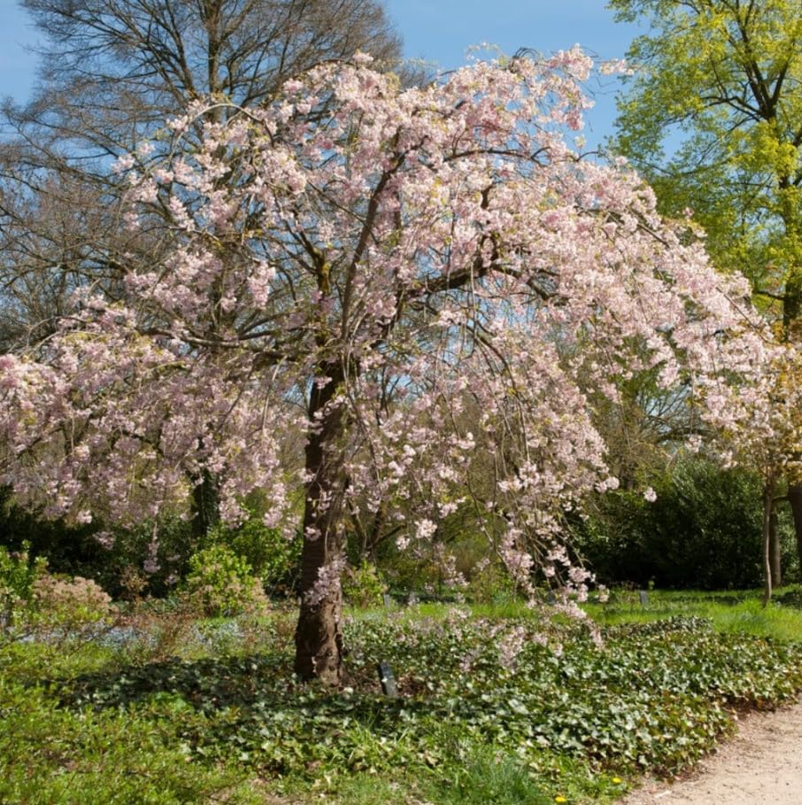 Weeping Cherry Trees Live Plant Cherry Blossom Tree, Ornamental Tree White Spring Blooms, Deciduous Small Plant 6-12" Tall in Small Pot - Image 3