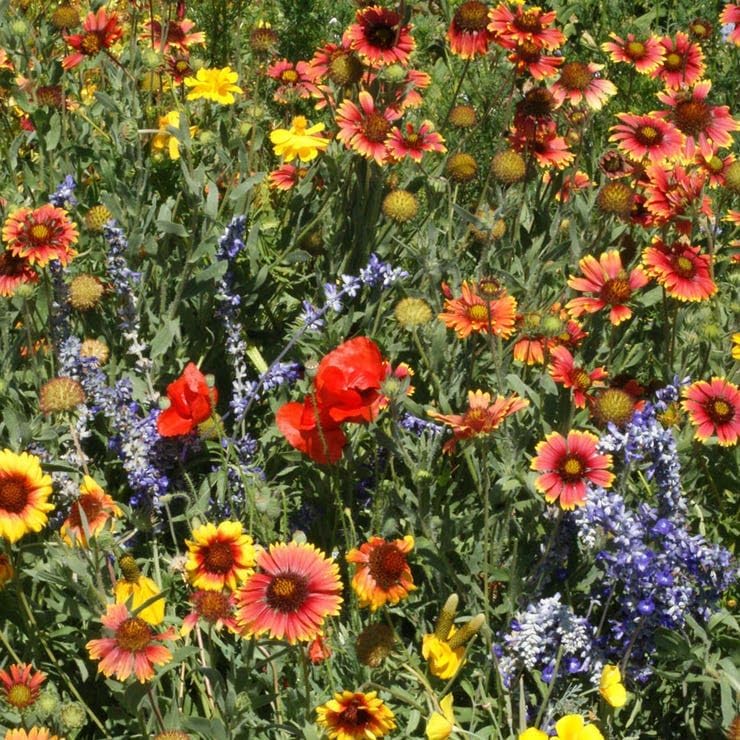 Park Seed Dry Places Seed Mix - Pack of 1/4 oz, Ideal for Xeriscapes, Drought-Tolerant Annuals and Perennials, Perfect for Low-Water Landscaping in the West, Midwest, Southwest, and Texas by ParkSeed