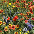 Park Seed Dry Places Seed Mix - Pack of 1/4 oz, Ideal for Xeriscapes, Drought-Tolerant Annuals and Perennials, Perfect for Low-Water Landscaping in the West, Midwest, Southwest, and Texas by ParkSeed