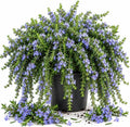 Creeping Rosemary Live Plant, Trailing Herb, 5 Gal Pot-Grown by Unknown