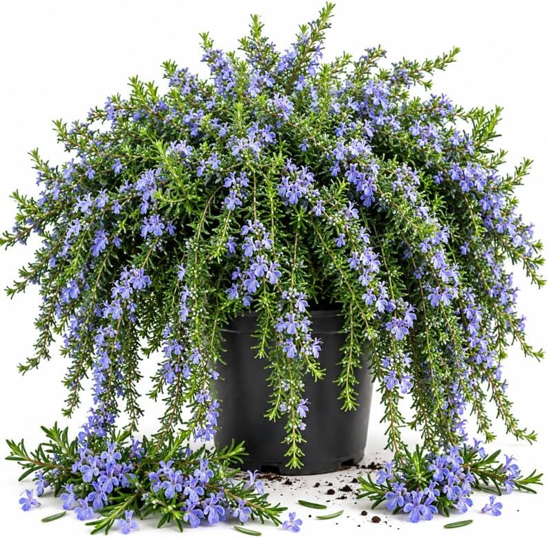 Creeping Rosemary Live Plant, Trailing Herb, 5 Gal Pot-Grown by Unknown