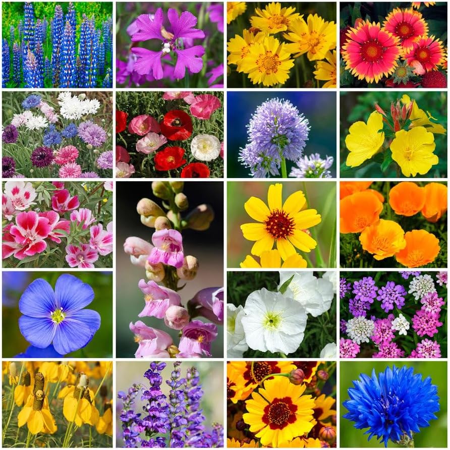 Park Seed Grow Your Own Vibrant Annual and Perennial Wildflower Garden Seeds Mixture, Easy to Grow Varieties for Pollinators and Spring Gardens - Western Regional Mix, 10 lbs by ParkSeed
