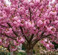 Pack of 2 Double Pink Flowering Cherry Trees Live Plant Bright Pink Cherry Blossom Tree, Ornamental Tree, 6-12" Tall in Small Pot by Unknown