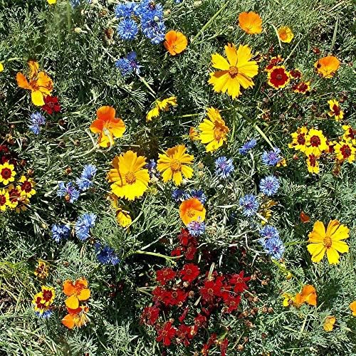 Outsidepride Gulf Coast Wildflower Seed Mix - 5 lbs Perennial & Annual Wild Flowers for Full Sun & Partial Shade - Ideal for Pollinator Gardens & Vibrant Landscapes for Southern Florida & Texas - Image 2