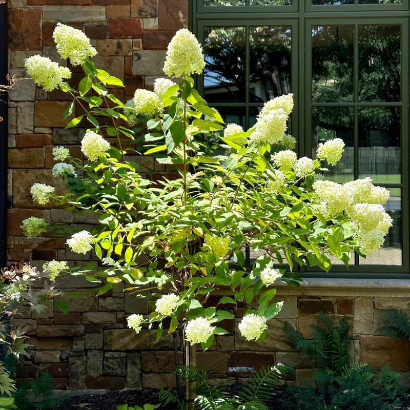 Lime Hydrangea Plant Live, Garden Shrub, 7-12" Tall, in Pot - Image 6
