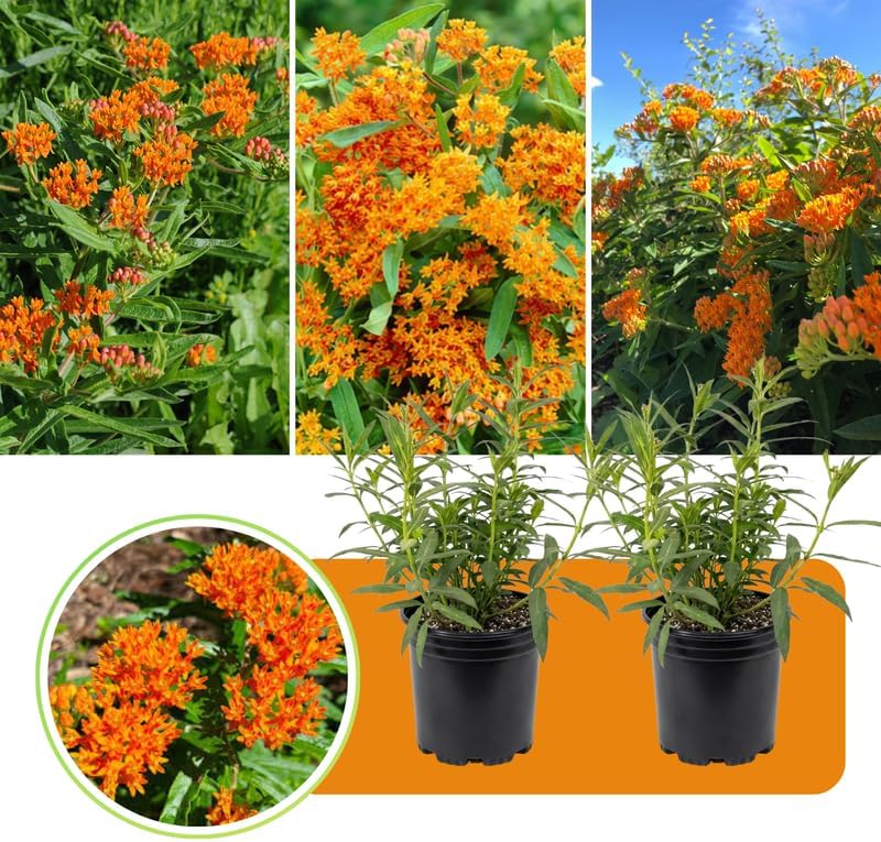 2 Orange Milkweed Live Plants, Asclepias Tuberosa Perennial, 4-8 Inch Tall - Image 7