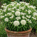 2 White Milkweed Plants Live, Asclepias Tuberosa Perennial, 4-8 Inch Tall by Unknown