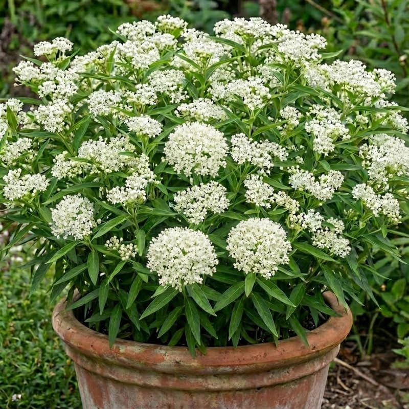 2 White Milkweed Plants Live, Asclepias Tuberosa Perennial, 4-8 Inch Tall by Unknown