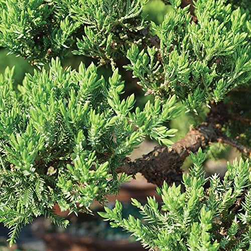 Brussel's Bonsai - Large Juniper Live Bonsai Tree, Potted Outdoor Plant - Image 4