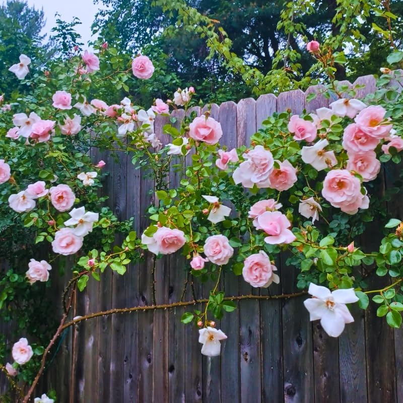 Pink New Dawn Rose Live Plant, Ornamental Rose Plant, 5-7 Inch Tall - Image 5