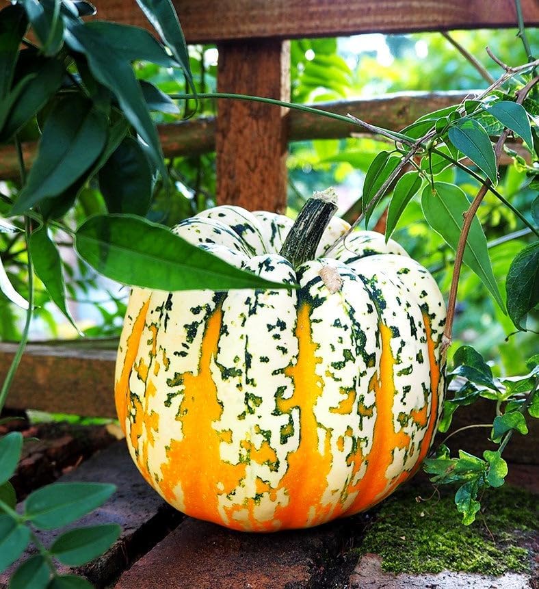 Carnival Squash Seeds - 30+ Count - For 2026 Planting Festival Celebration Delicata Acorn Pumpkin Sweet Dumpling Fall Vegetable Grow Your Own Home Farm Patio Healthy Sustainable Living - Image 3