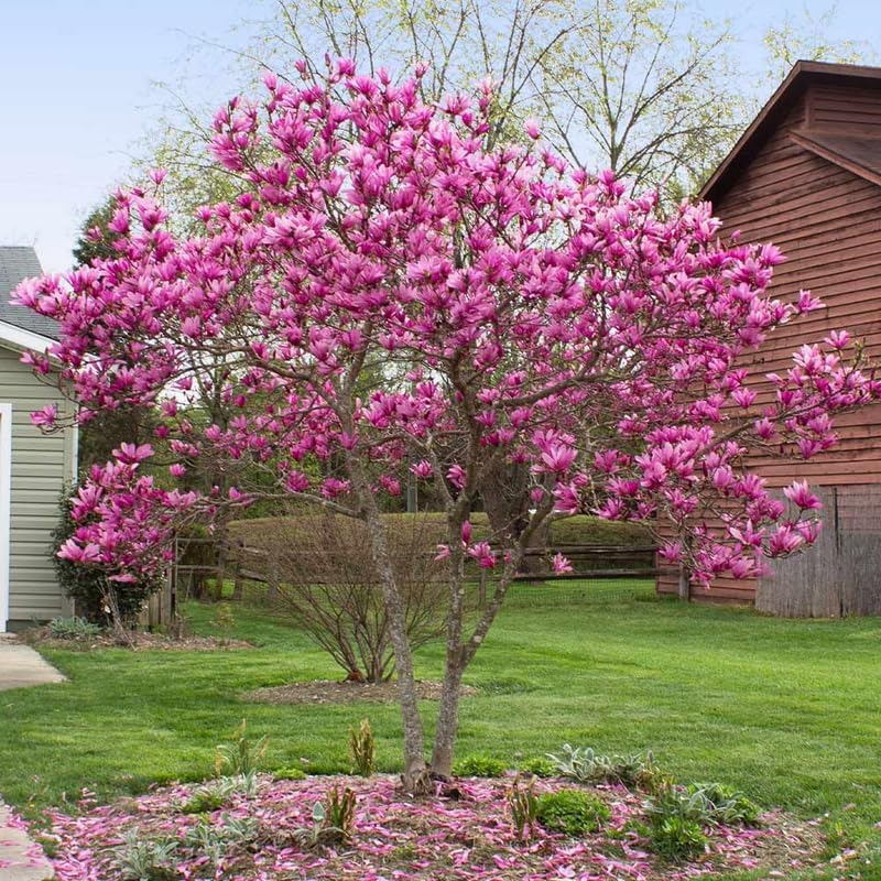 2 Jane Magnolia Trees Plants Live, Spring Bloom Flower Tree - Image 4
