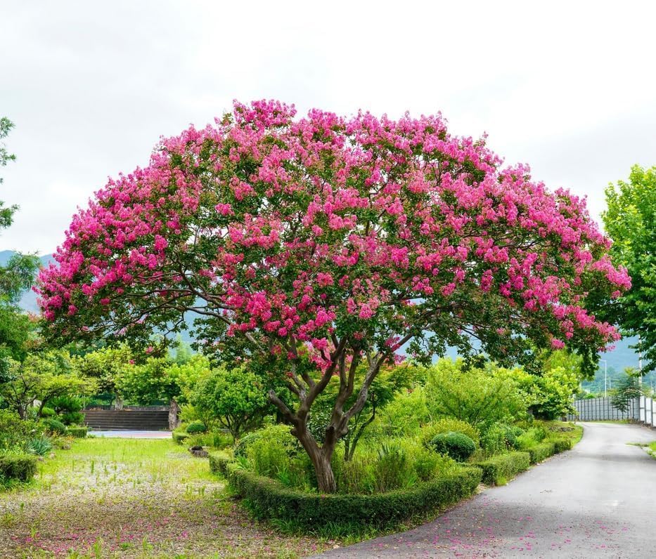 Pink Crape Myrtle Tree/Shrub - 6-12" Tall Live Plant - Quart Pot - Image 5