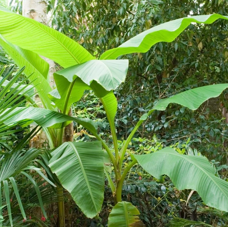 Basjoo Banana Tree Live Plant Cold Hardy Banana Plant Flowering Bananas Shurb Hardy Bananas Ornamental Plants 4-7 Inch Tall - Image 5