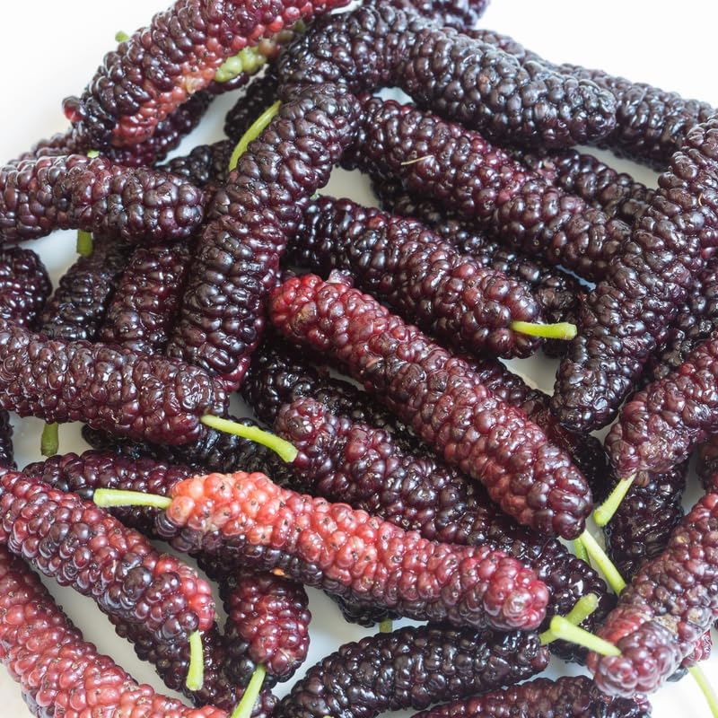Pakistan Mulberry Live Plant, 4-8 Inch Tall Hardy Fruit Tree - Image 3