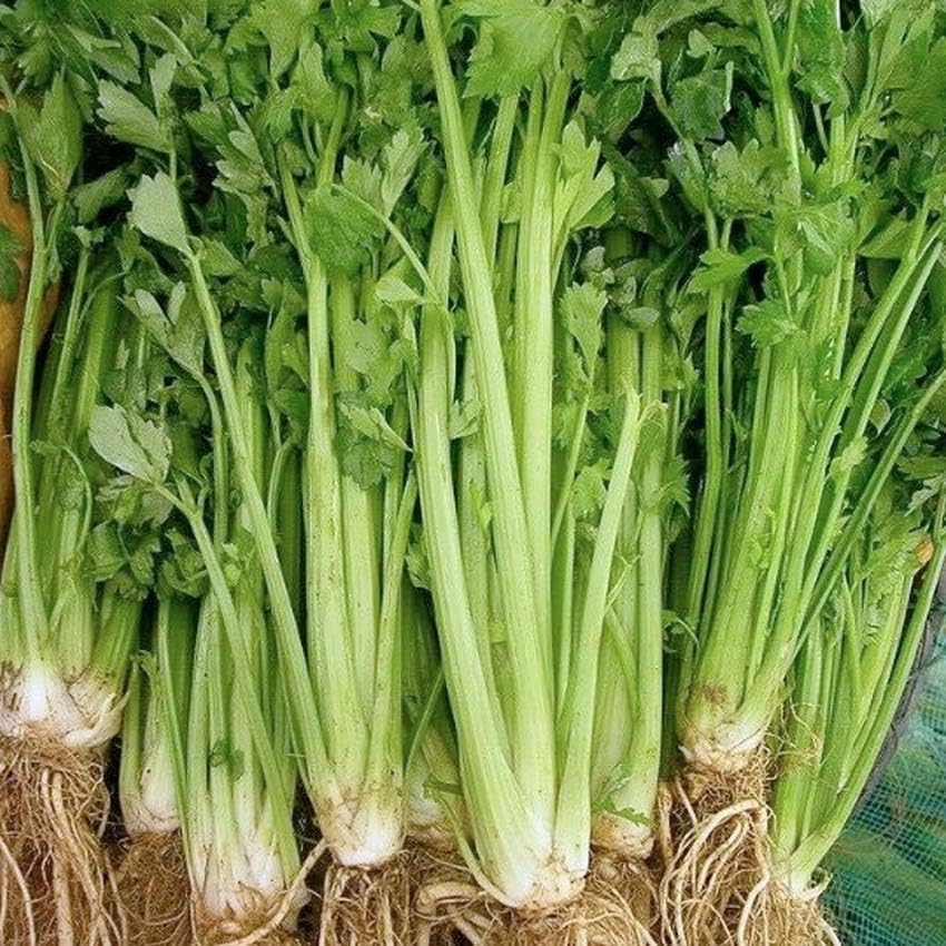 25 Variety Pack Vegetable Garden Seed Collection, Including Tomatoes, Peppers, Herbs, Leafy Greens and More - Image 2