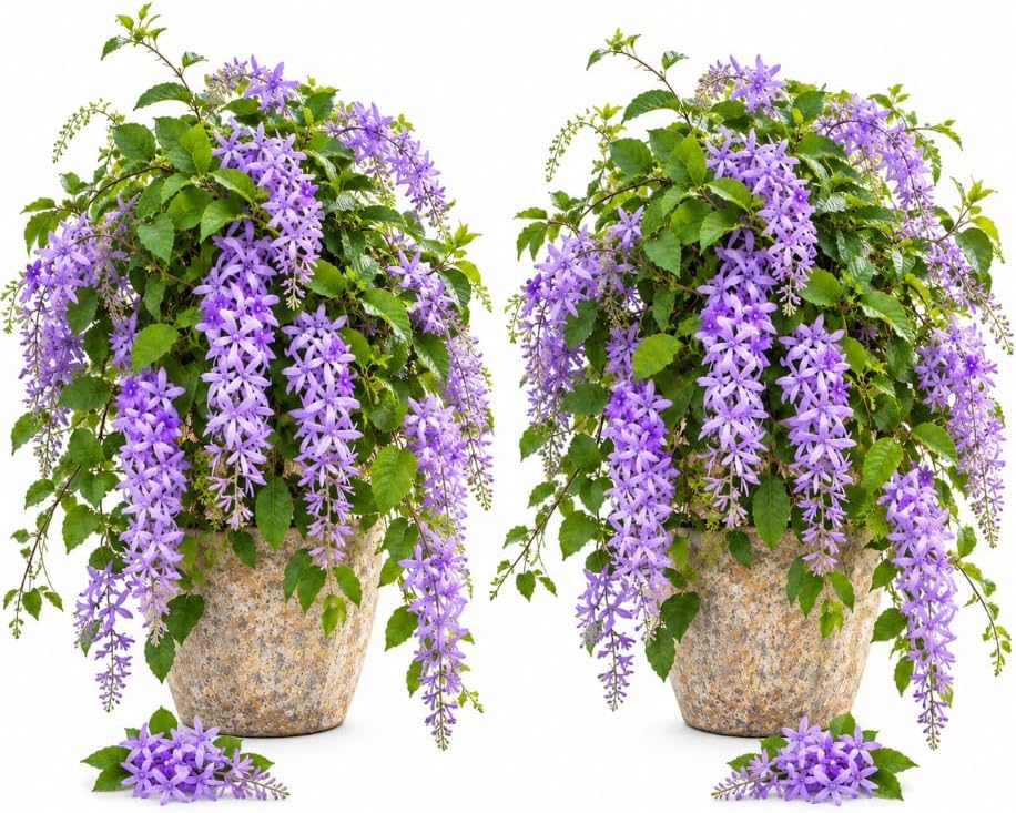 Set 2 Purple Queen Wreath Vine Live Plants 4-6 Inch Tall, Purple Flowering Vine Plants, Tropical Climbing Vines for Indoor, Outdoor Garden by Unknown