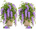 Set 2 Purple Queen Wreath Vine Live Plants 4-6 Inch Tall, Purple Flowering Vine Plants, Tropical Climbing Vines for Indoor, Outdoor Garden by Unknown