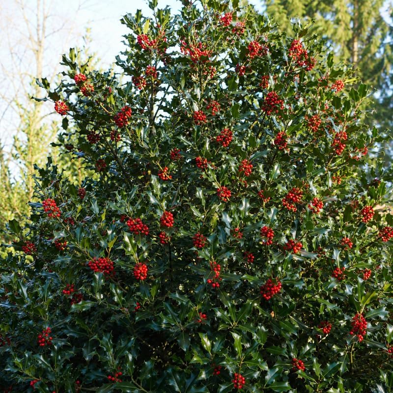 Live Holly Plant, Oak Leaf Holly Plant 6-12" Tall in 4" Pot, Low Maintenance Evergreen Shrub, Live Evergreen Plant for Outdoor Landscape - Image 2