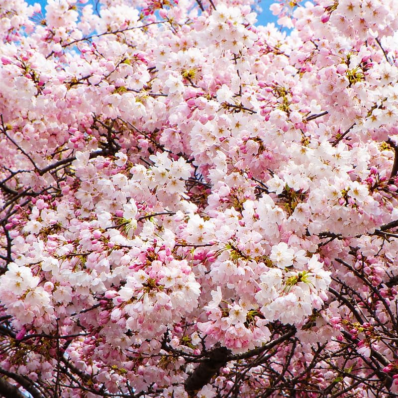2 Akebono Cherry Tree Live Plant - Image 5