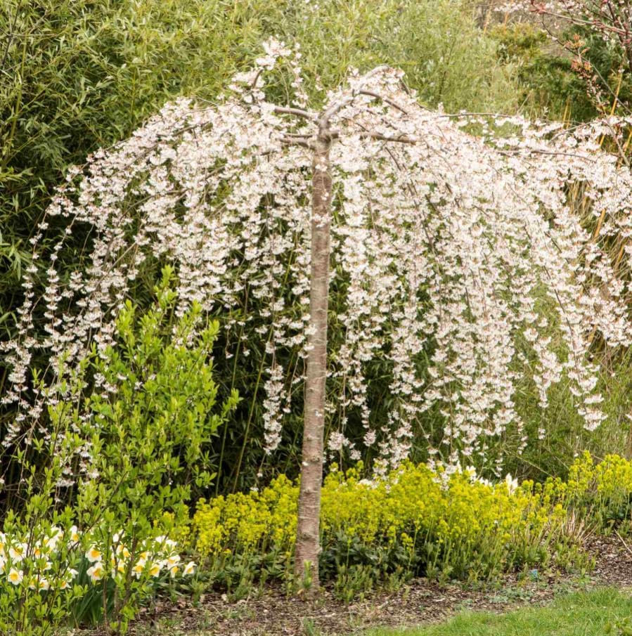 Weeping Cherry Trees Live Plant Cherry Blossom Tree, Ornamental Tree White Spring Blooms, Deciduous Small Plant 6-12" Tall in Small Pot - Image 6