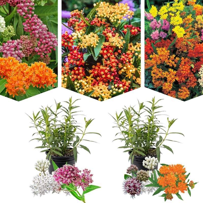 2 Random Mix Milkweed Live Plants, 5-9 Inch Tall by PlantsSeedsBulbs