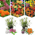 2 Random Mix Milkweed Live Plants, 5-9 Inch Tall by PlantsSeedsBulbs