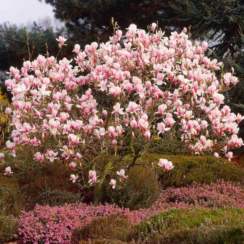 Saucer Magnolia Live Plant, 6-12 Inch Tall, 2.5 Inch Pot - Image 6