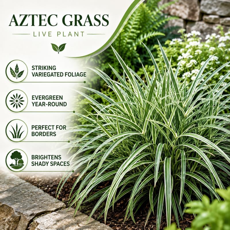 2 Aztec Grass Plants Live - Muscari Liriope Plant, 4-8" Tall (No Pot), Easy Care Ornamental Grass Plant, Low Maintenance Decorative Grasses, for Garden Borders & Landscape Accents - Image 3