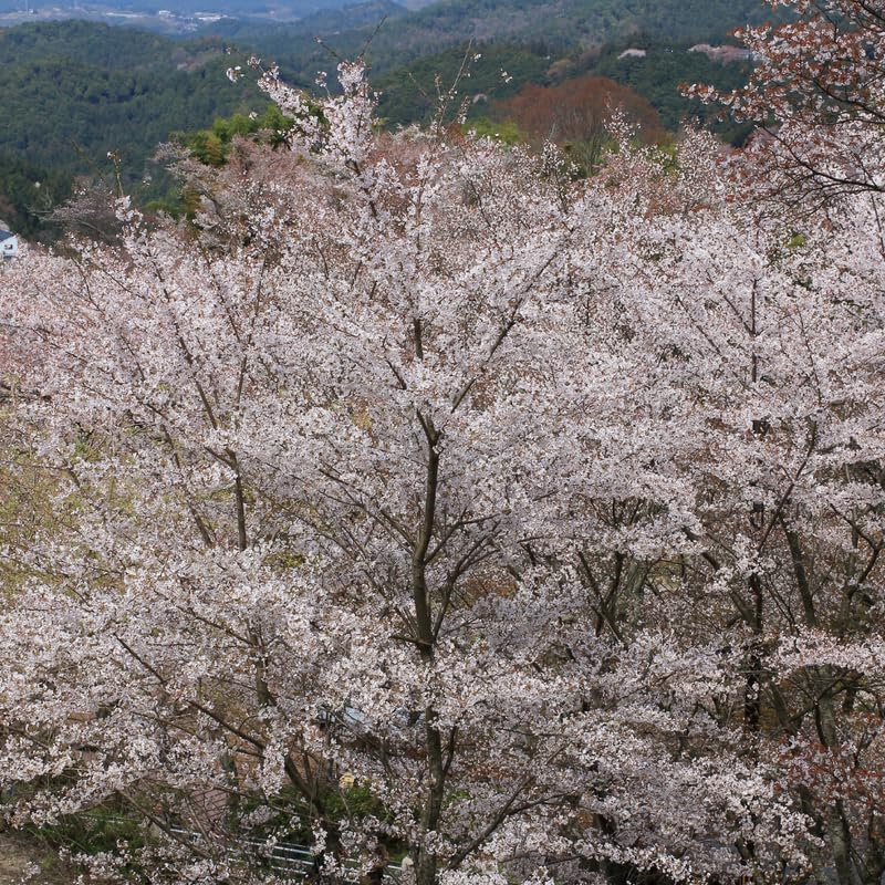 White Cherry Blossom Tree, 8-12" Tall Cherry Blossom Live in Pot - Image 2