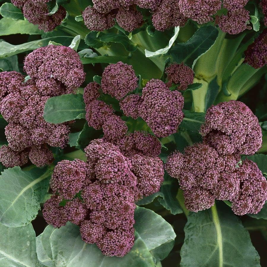 Park Seed Variety of Broccoli Plant Seeds, Easy to Grow, Perfect for Garden, Purple Sprouting Broccoli Seeds, Pack of 100 Seeds by ParkSeed