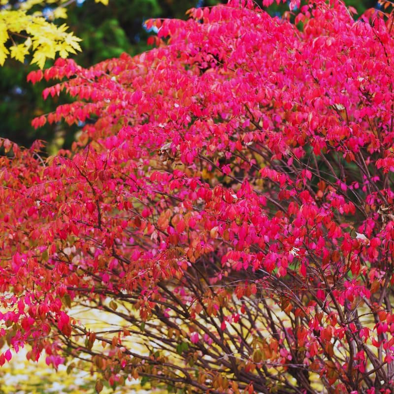 5 Dwarf Red Burning Bushes Live Plants, Hardy Shrub, 4-6 Inch Tall - Image 4