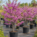 Eastern Redbud Tree Ornamental Red Bud Tree Live Home 1 Year Old, 1 Ft Tall by Unknown