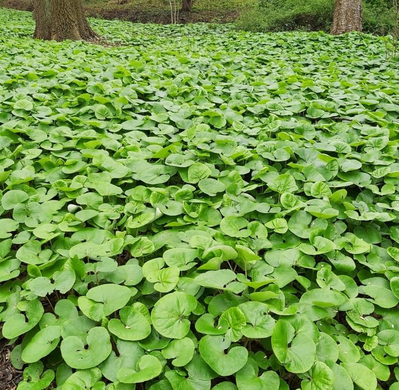 10 Wild Ginger Roots - Canadian Ginger Live Plants - Image 4