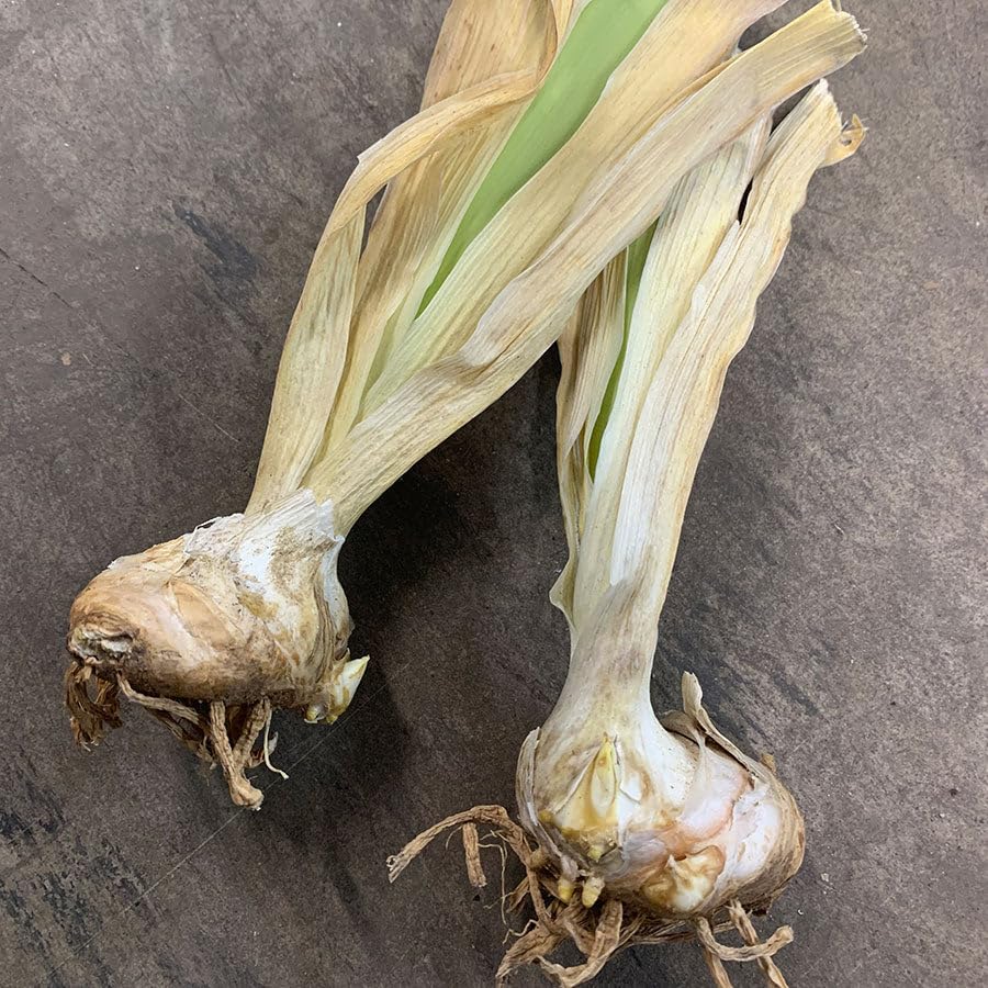 Eden Brothers Bearded Iris (Fall-Planted) Chicago Wins It - Non-GMO Bulbs for Planting, 3 Bulbs - Image 3