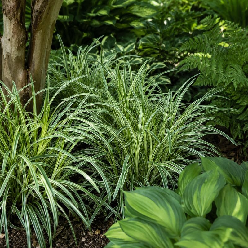 4 Aztec Grass Plants Live (Muscari Liriope Plant), 4-8" Tall, Non GMO Ornamental Grass Live Plant, Drought Tolerent, High-Density Ground Cover for Shaded Backyard & Patio Pathway - Image 4