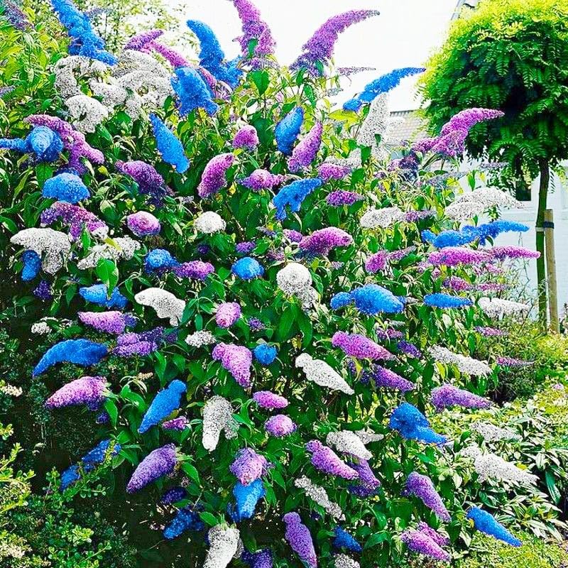 350+ Mix Butterfly Bush Flower Seeds for Planting - Perennial Flowering Shrub, Attracts Pollinators, Drought Tolerant, Ideal for Borders & Containers - Image 5