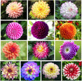 200+ PCS Mix Dahlia Seeds Flowers Compound Petals Multi-Color Beautiful Annual Outdoor Garden Potted Plants Non-GMO Dahlia for Planting Dahlia Pinnata Seeds by VISTATUSEED