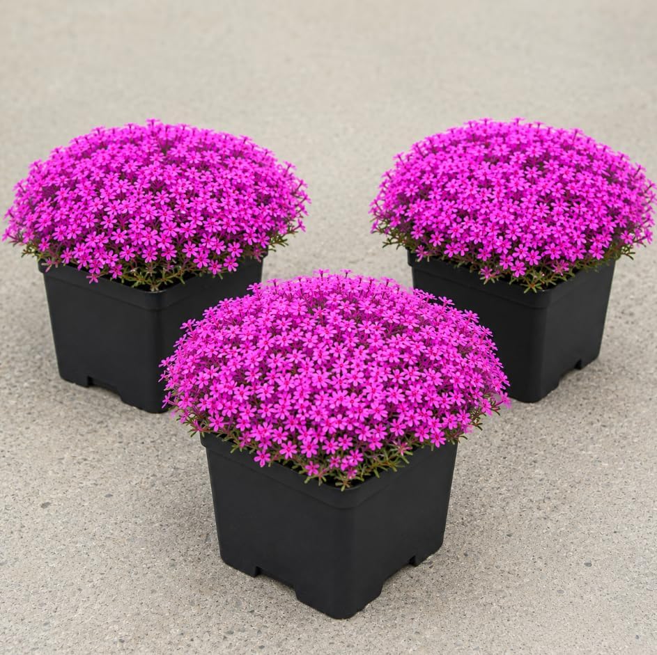 Pack of 3 Pink Creeping Phlox Live Plants in 4" Pot, Moss Phlox Ground Cover, Phlox Subulata Perennial Flowering Plants by Unknown