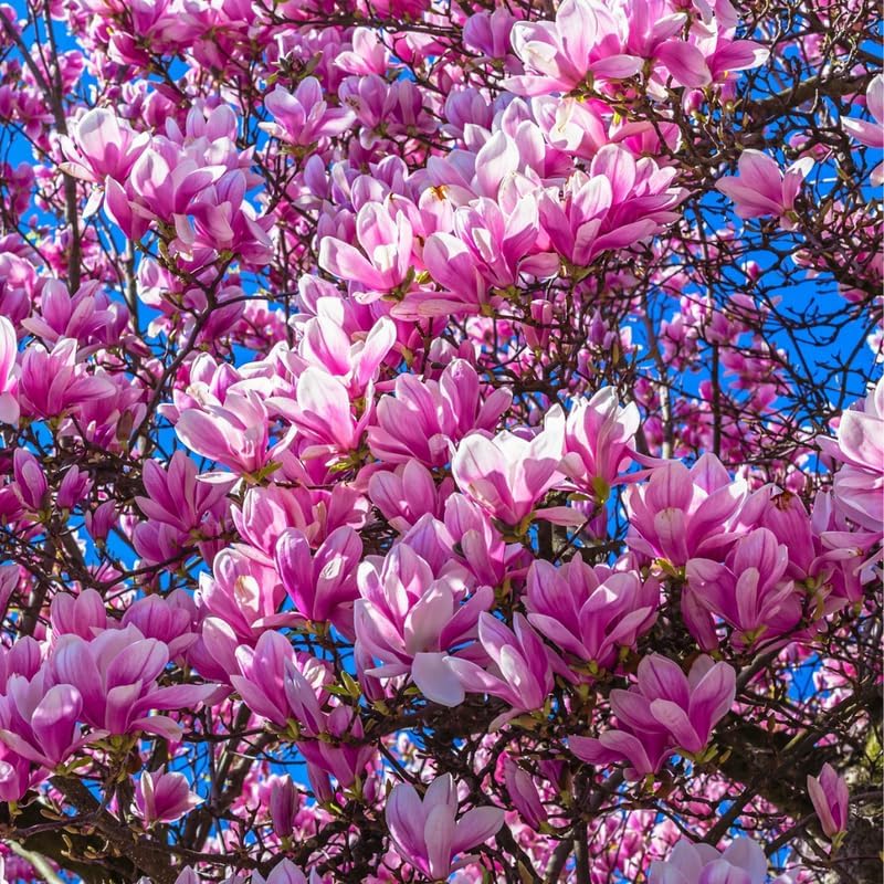 2 Jane Magnolia Trees Plants Live, Spring Bloom Flower Tree - Image 2