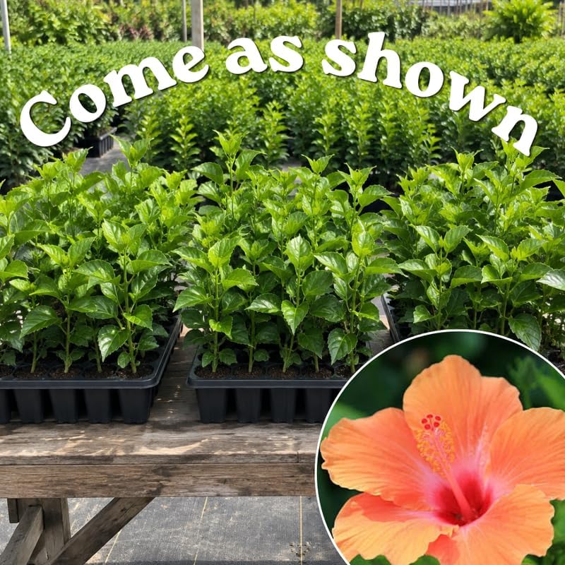 3 Hardy Hibiscus Live Plants, Flowering Shrub, Golden Orange Blooms, 4-7" - Image 3