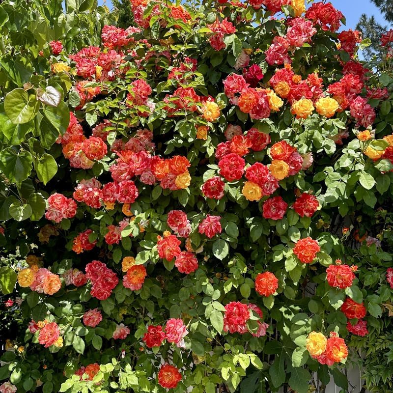 Golden Orange Yellow Roses Live Plant, Hardy Rose, 4-10 Inch Tall - Image 5