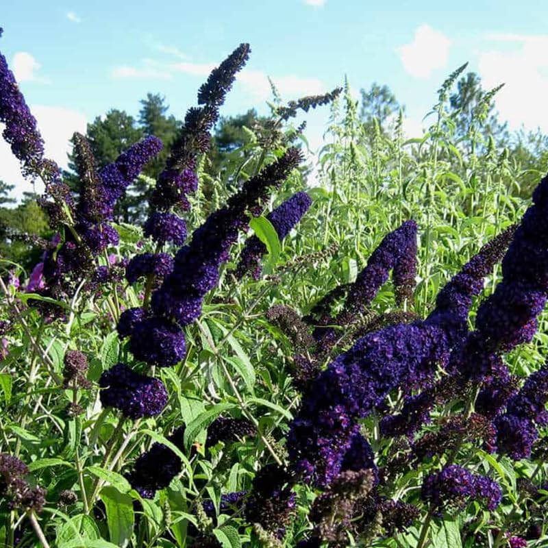 2 Dark Purple Butterfly Bushes Plants, Perennial Flower Shrub, 4-7'' Tall - Image 4