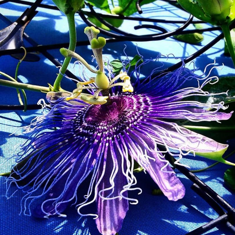 2 Deep Purple Passion Flower Live Plants, Passiflora Vine to Grow 5-7" Tall - Image 4