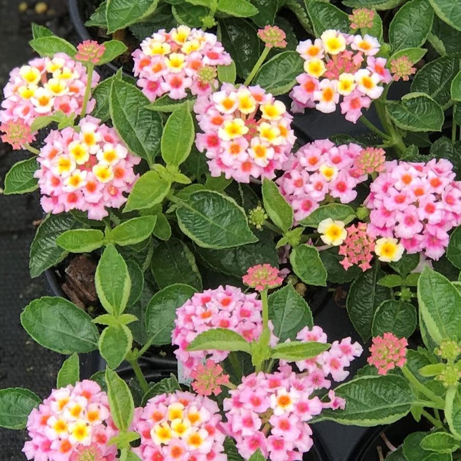 250 Lantana Seeds - Multi-Color Gradient Blooms, Heat & Drought-Tolerant Garden Shrubs, Long-Flowering & Low-Maintenance, Butterfly & Bee Attracting - Image 2