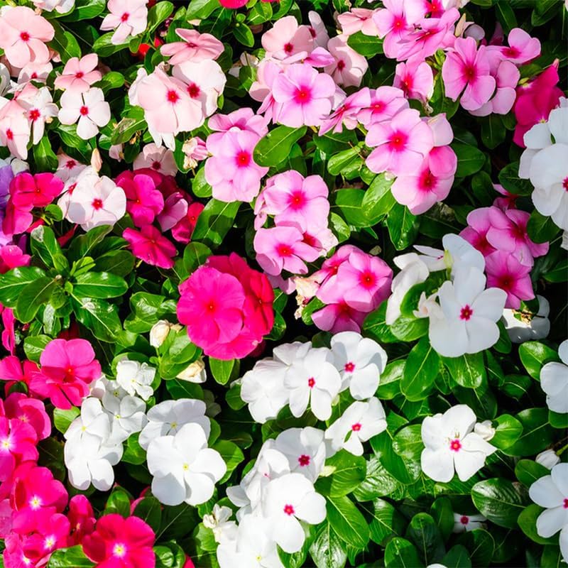 999+ Mix Vinca Periwinkle Flower Seeds for Planting in Home Garden - High Germination Rate, Drought-Tolerant,Low-Maintenance Ground Cover Seeds - Image 6