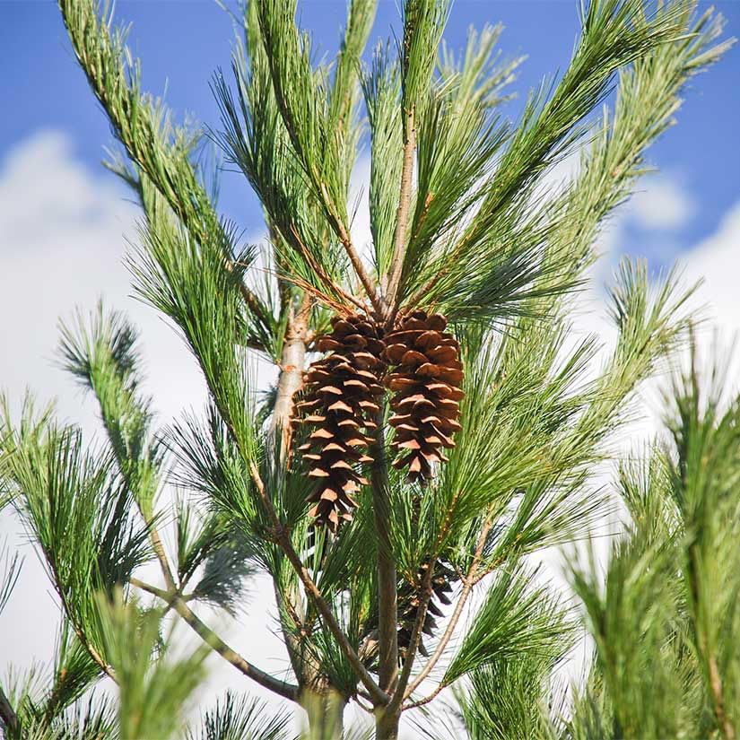 White Pine Live Tree Seedlings Plug | 6"-12" | Arbor Day Foundation - (Due to Agricultural Laws, Unavailable to AZ, CA, ID, ME, MT, OR or UT) (5-Pack) - Image 4