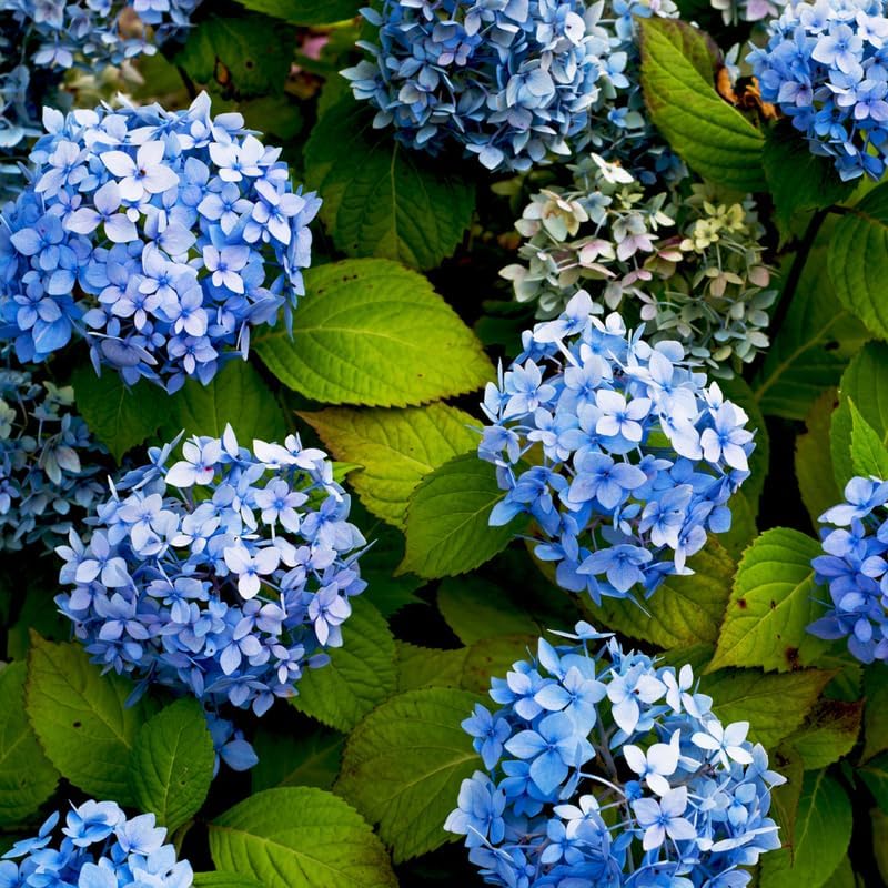Blue Hydrangea Live Plant, Perennial Flowering Bush, 4-7'' Tall, 2.5'' Pot - Image 4