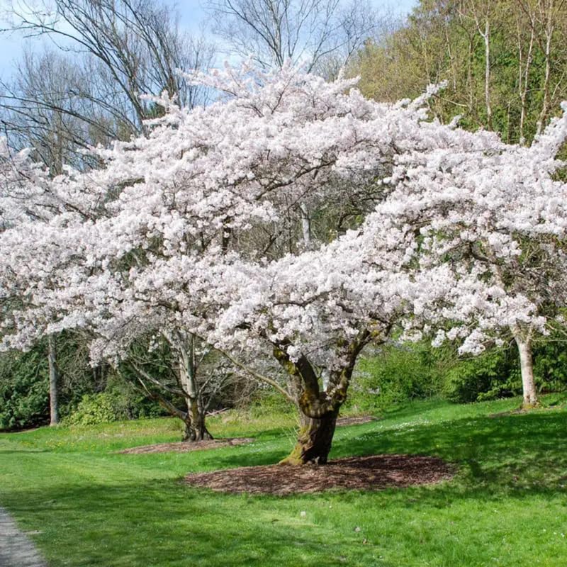 Yoshino Cherry Blossom Tree Plant Live, 2.5 Inch Pot - Image 4